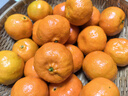 川红橘【顺丰/JD快递送货上门】重庆万州古红橘柑桔子四川大红袍 9斤  【百年老树红橘】80%选择-划算 精品中果【陈皮原料】 实拍图