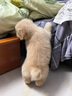 金毛幼犬纯种金毛活体健康金毛犬成年大型寻回犬宠物狗金毛幼崽 血统级 公 实拍图