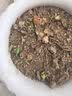花沃里重瓣凤仙花种子茶花驱蛇花种子蛇灭门家庭盆栽阳台学校种约50粒 实拍图