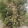 除竹子的药烂根粉环竹根连根烂灭竹王户外装备竹子专用药 发五瓶【2500ml五斤装】三瓶价格 实拍图