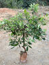 桃金娘树苗野生捻子树观花老桩大树当年结果带土带叶发货南方种植 桃金娘八年苗 70cm(含)-79cm(含) 实拍图