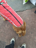 拉维佩特（LOVINGPET）狗狗衣服大型犬 保暖金毛狗衣服冬季柯基拉布拉多狗衣服中型犬 红色 6XL 建议60-75斤 实拍图