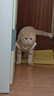 智宙猫咪衣服保暖秋冬季布偶猫背心绒衣宠物小型犬狗狗小猫幼猫防掉毛 高品质兔毛绒-粉色 XL (9-14斤内) 实拍图