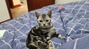 小李子德国猫罐头莱昂纳多无谷猫主食罐头猫零食猫罐头猫咪湿粮 经典家禽200g*6 实拍图