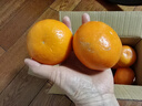 云南沃柑新鲜水果现摘现发蜜桔子桔子甜橙子 精品大果3斤净果 实拍图