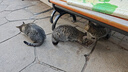 佰萃麦富迪同源猫湿粮 猫零食成猫幼猫罐头 营养慕斯罐头 混合口味(375g×12罐) 实拍图