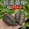 京喜自营-专用品牌安徽中华草龟外塘纯种金线观赏水龟情侣招财墨龟宠物小龟活物 2只情侣 8-10厘米 实拍图