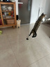 猫管家猫玩具 加长钢丝吸盘逗猫棒 自嗨解闷神器 猫咪懒人自动逗猫棒 吸盘逗猫棒+2个羽毛（随机色） 实拍图