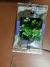 四季蔬菜种子大全菠菜香菜生菜油麦菜苋菜鸡毛菜芹菜矮脚黄蔬菜籽 四季小香芹种子1包约10000粒 实拍图