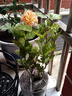 开时果 茉莉花盆栽浓香型 桌面绿植物阳台花卉树苗盆景摆件源头直发包邮 精品茉莉花3-6株【加仑盆】 实拍图