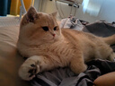 ZEZE猫玩具逗猫棒耐咬猫咪玩具自嗨解闷猫猫用品大全耐磨毛绒玩具 实拍图