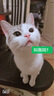 佩玛思特猫粮 深海鱼鸡肉系列 成猫幼猫低敏猫主粮 佩玛斯特 毛发管理成猫粮10kg 实拍图