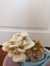 菇婆婆平菇蘑菇种植菌包菌棒盆栽食用菌种家庭趣味栽培阳台采新鲜的蘑菇 灵芝【出口级-1袋装】 袋装 实拍图