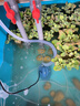 森森（SUNSUN）鱼缸潜水泵底吸水循环换水抽水泵水族箱吸粪换水泵底吸泵 底吸泵40W 带水管 防干烧 实拍图