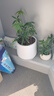 植卉居塑料花盆轻奢高级感发财树盆景蝴蝶兰专用室内大型绿植花盆 JB聚宝盆-270【22*26】配托盘 一套装 实拍图