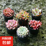 多肉植物办公室内阳台肉肉桌面亲子园艺微景观好养绿植盆栽DIY 多肉植物6颗（精选套装B） 实拍图