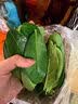 广东新鲜香水青柠檬配料西餐料理火锅冬阴功香料 柠檬叶纯叶片 250g 家庭佐餐 现摘现发 实拍图