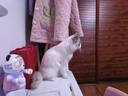 waka waka熊猫保温杯儿童水杯陶瓷内胆小学生水壶男女士生日礼物伴手 甜酷 实拍图