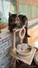 靓贝猫粮  成猫 幼猫  全价通用粮 1.5KG3斤 实拍图