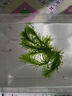鱼缸造景后景真水草活体生态瓶蜈蚣草缸装饰金鱼藻类植物有茎类 蜈蚣草1杯（约6-8根） 实拍图
