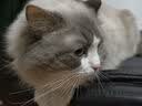 喔喔（WOWO）猫粮 猫主食冻干三鲜全价猫粮无谷猫粮成猫粮幼猫粮通用冻干猫粮 经典海苔味 10.5KG 实拍图