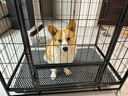 波奇多 升级方管狗笼子125*96*110cm室内带厕所金毛萨摩耶宠物狗屋别墅 实拍图