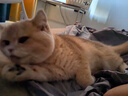 ZEZE猫玩具逗猫棒耐咬猫咪玩具自嗨解闷猫猫用品大全耐磨毛绒玩具 实拍图
