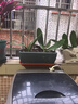 紫砂花盆长方形紫砂花盆室内花卉植物盆栽陶瓷花盆文竹梅花菖蒲盆景盆促销 蓝色长方（大号）加托盘 大  紫砂 实拍图
