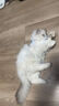 欢宠网猫咪牵引绳猫绳宠物防挣脱可调松紧背心式专用溜遛猫绳子外出用品 实拍图