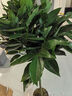 叹为观止大型独杆发财树庆典乔迁盆景绿植办公室盆栽客厅大型植物 平安树1-1.2米 含盆 实拍图