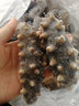 明威海参 鲜食海参辽刺参即食 生鲜冷冻即食海参水产送礼单个装 1斤（6-9头） 实拍图