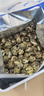 贡苑茉莉花茶 茉莉龙珠特种级130g 约630颗香珠绣球茶叶浓香型自己喝 实拍图