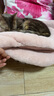 喵仙儿猫抓板猫窝一体圆形耐磨不掉屑猫爪板瓦楞纸盆猫玩具猫咪用品 实拍图