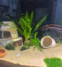 疯狂水草（FKSC）真水草鱼缸造景套餐净化水质懒人鱼缸水草植物直接入缸蜈蚣草 【火山石】绿菊+蜈蚣草 实拍图