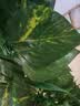 匠心绽放仿真藤条树叶绿箩假绿植空调管道遮挡装饰藤蔓植物藤条5条装20193 实拍图