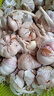食尚半岛山东金乡鱼台大蒜多瓣祘头蒜种当季农家自种干蒜新鲜蔬菜紫皮批发 精品大蒜【中果】4-5公分3斤 实拍图