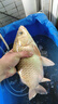 JINPU 碳素钓鱼竿手竿超轻超硬长节台钓竿19调竿鲤鱼竿高碳鱼竿黑坑竿 6.3米-6H19调-超硬款-仅125克 实拍图