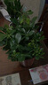 叹为观止大型植物鸭脚木办公室室内客厅大盆景植物盆栽花卉绿植苗八方来财 30厘米高如此图展示 不含盆 实拍图