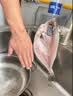 棠鲜生海鲈鱼新鲜冷冻深海七星鲈鱼海捕花鲈鱼 3条装三去海鲈鱼（1.2-1.4斤/条 实拍图