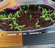 IAM City Farmer小番茄DIY幼儿园盆栽阳台种植绿植种子儿童小盆植物观察作业10102 实拍图