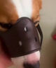 宠德多狗狗嘴套中型犬大型犬防咬防捡食防狗叫神器拉布拉多金毛 咖啡色（物流较快） L-大型（50斤-90斤） 实拍图