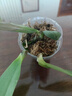 欧悟 蝴蝶兰花苗盆栽室内观花植物桌面阳台年宵花卉四季开花绿植花卉 粉笔蝴蝶兰+透明原盆+原土 实拍图