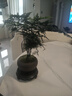 开时果 文竹盆栽桌面摆件盆景 办公室植物竹子水培绿植盆景源头直发包邮 【高端款】舍得紫砂盆+假山+底托 实拍图