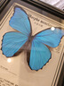 大蓝闪蝶标本【真蝴蝶标本】稀有进口天堂凤蝶摆件 大蓝闪蝶 10寸框 实拍图