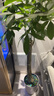 植男植女发财树大棵盆栽客厅落地室内大型绿植物办公室好养绿植开业招财树 实拍图