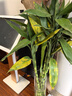 富贵竹水培植物盆栽水养客厅办公室绿色吸甲醛绿萝发财树花卉开花 带根招财富贵竹80厘米10棵+营养液 实拍图