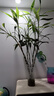 德沃多肥料富贵竹植物营养液500ml*2园艺绿植盆栽养花肥料观音竹水培叶面肥 实拍图