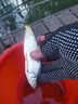 钓迷（fishingfans）澜蘭溪马口竿富士o环微物路亚竿ul快调实心稍碳素白条翘嘴杆套装 1.68直柄ul快调裸竿(富士o环) 实拍图