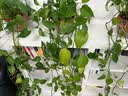 唐辑书架书柜钢制儿童图书馆落地铁艺绘本玩具收纳架50宽五层副架 实拍图