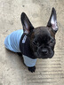 嬉皮狗（hipidog）秋冬季狗狗休闲风时尚拼接两脚棉衣泰迪猫咪加厚可牵引宠物狗衣服 邦迪蓝（可牵引） M（建议体重5-8斤） 实拍图